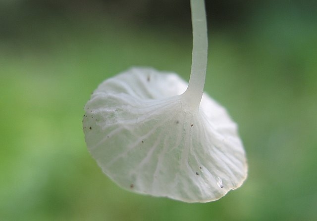 Delicatula integrella